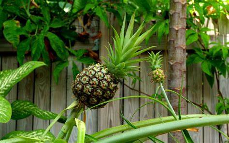 Growing Pineapples in Your Backyard: A Step-by-Step Guide