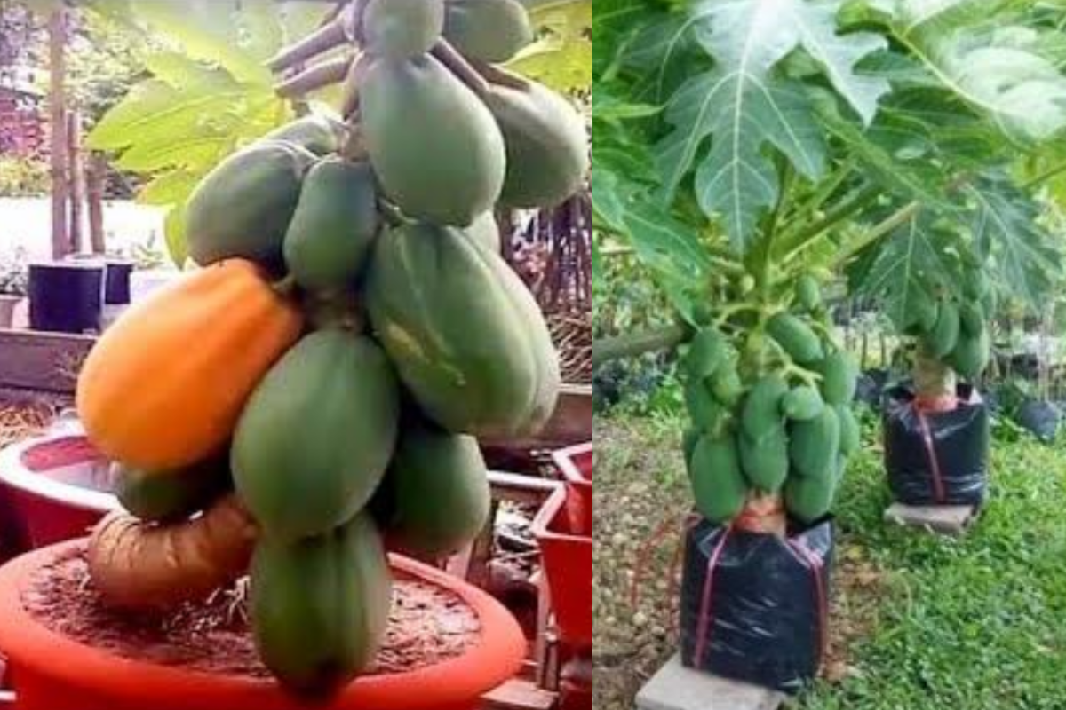 Growing Papaya in Pots: A Step-by-Step Guide