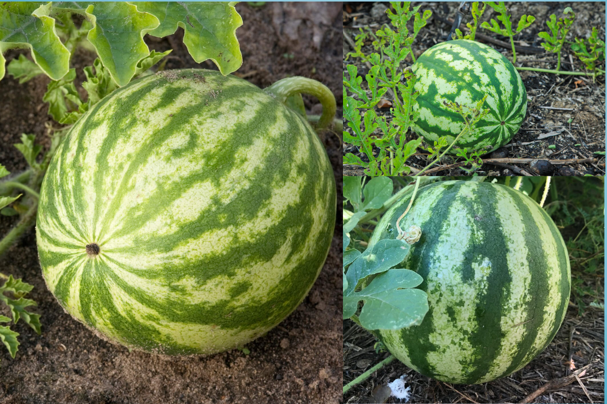 Growing Watermelon in Your Backyard: A Step-by-Step Guide