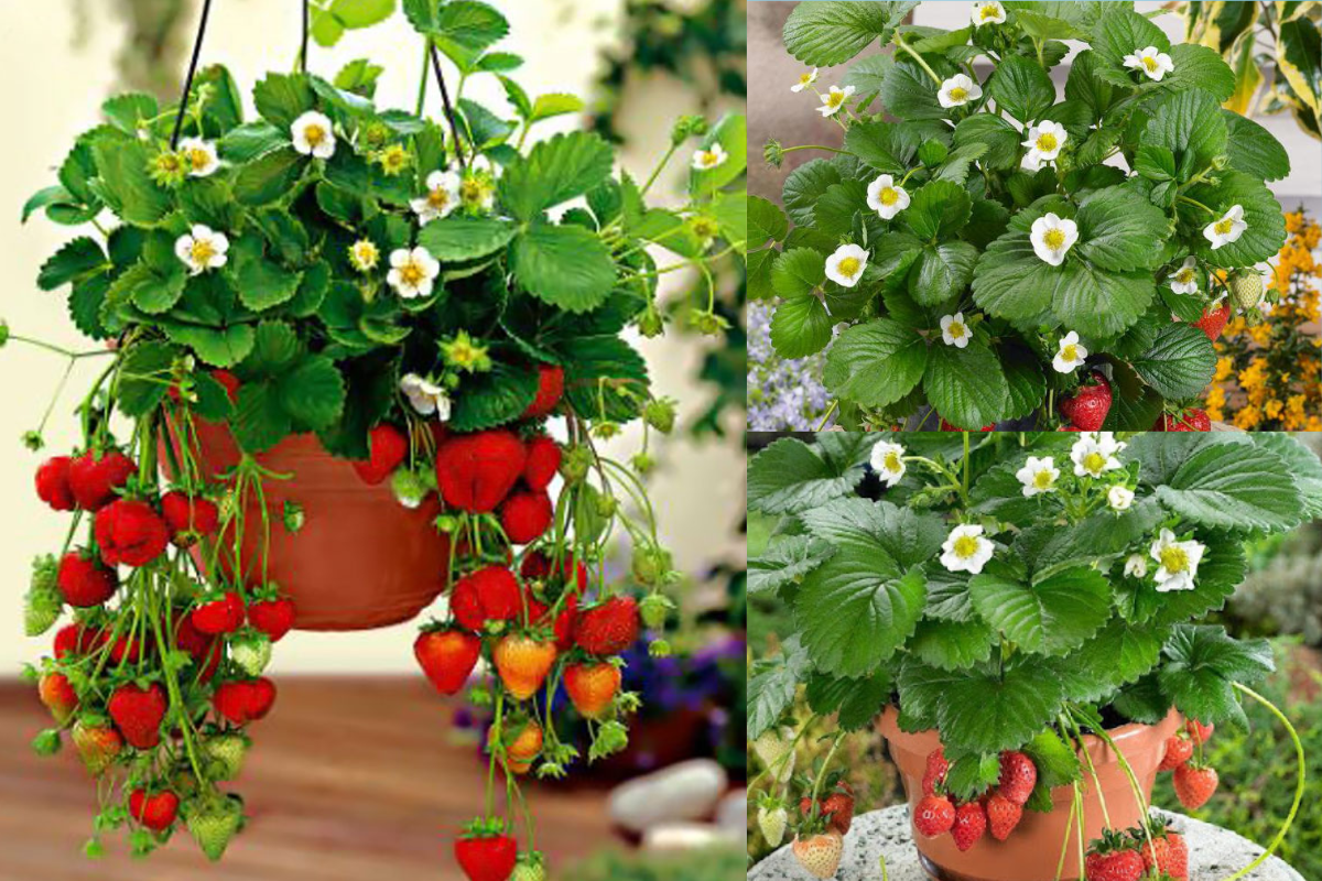 Growing Strawberries in Pots: A Guide to Container Strawberry Gardening