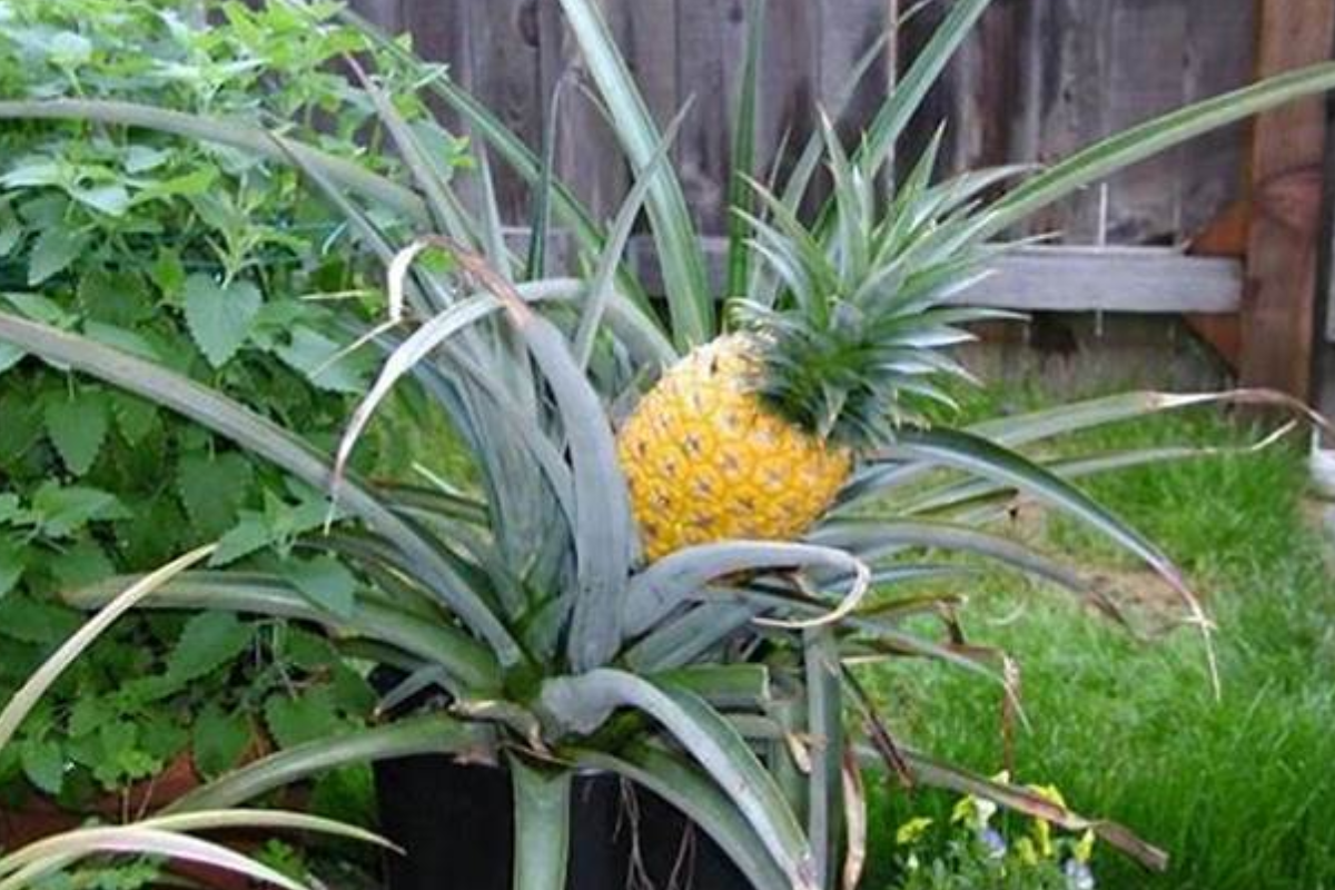 Growing Pineapples in Your Backyard: A Step-by-Step Guide