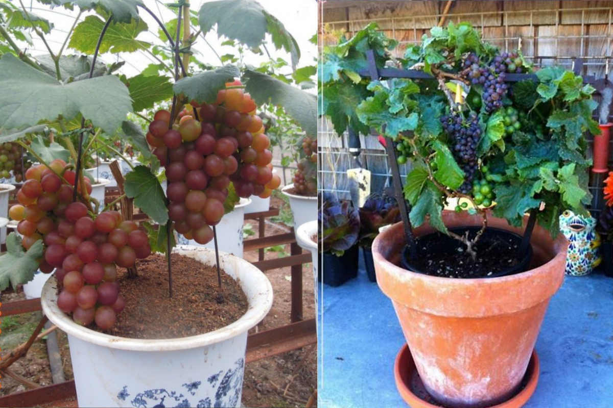 Step-by-Step Guide on How to Grow Grapes in Pots