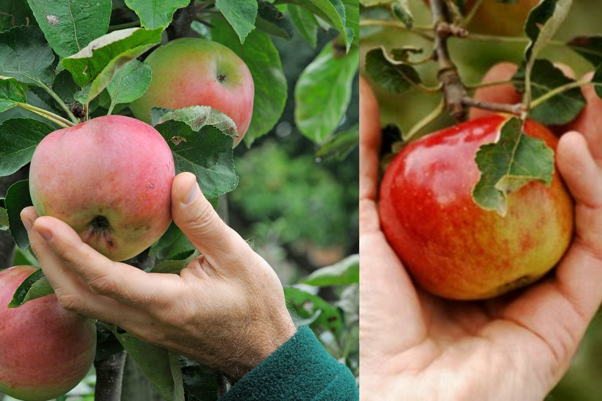 Growing Apples in Your Backyard: A Beginner's Guide