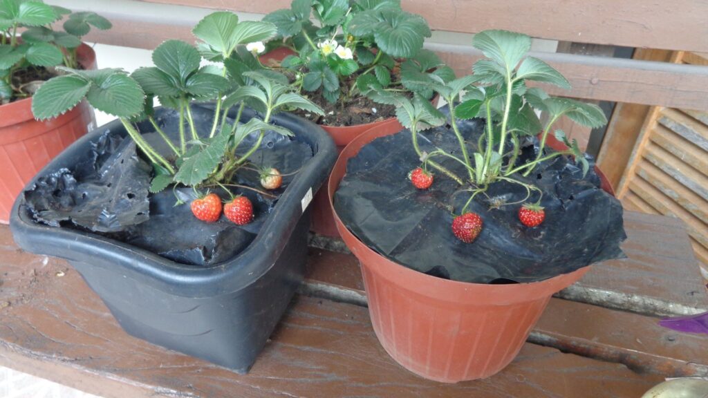 Growing Strawberries in Pots: A Guide to Container Strawberry Gardening