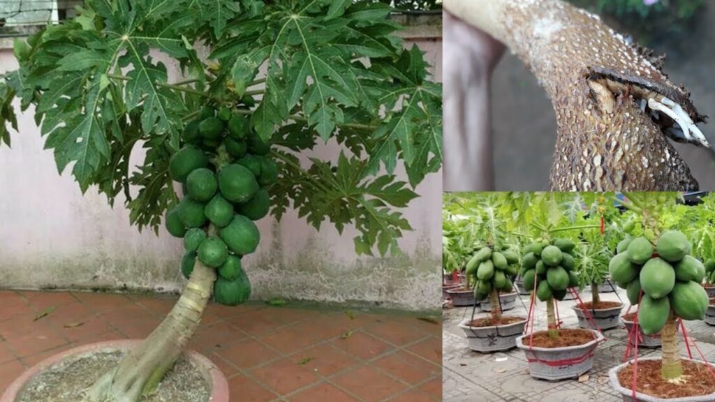 Growing Papaya in Pots: A Step-by-Step Guide