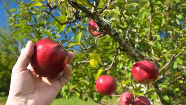 Growing Apples in Your Backyard: A Beginner's Guide