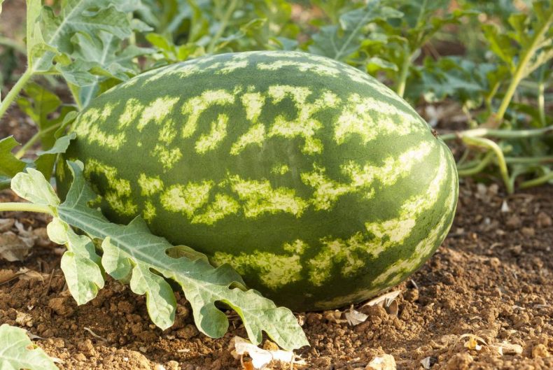 Growing Watermelon in Your Backyard: A Step-by-Step Guide